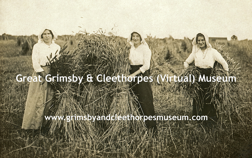 Three Lincolnshire ladies harvesting wheat c1910